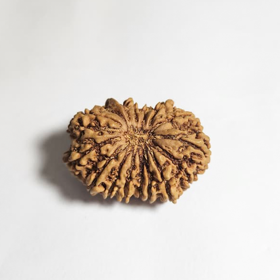 16 Mukhi Nepali Rudraksha