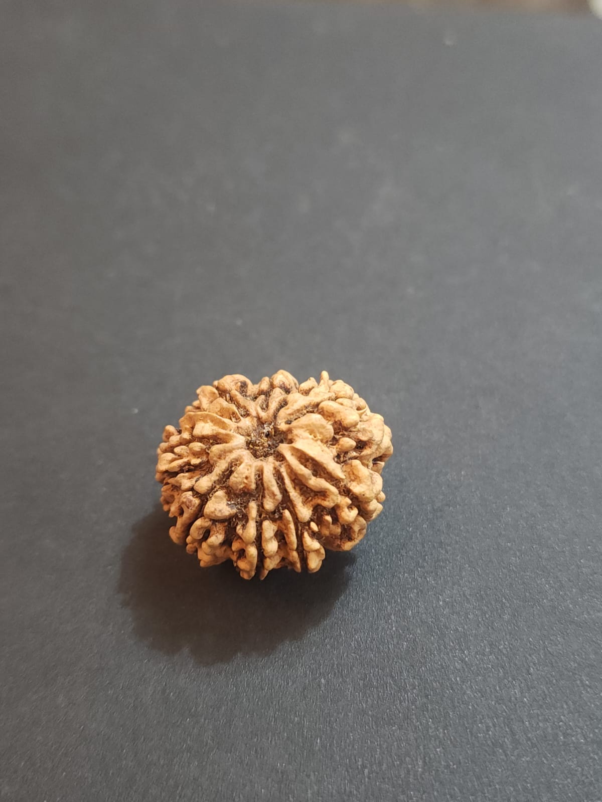 8 Mukhi Nepali Rudraksha