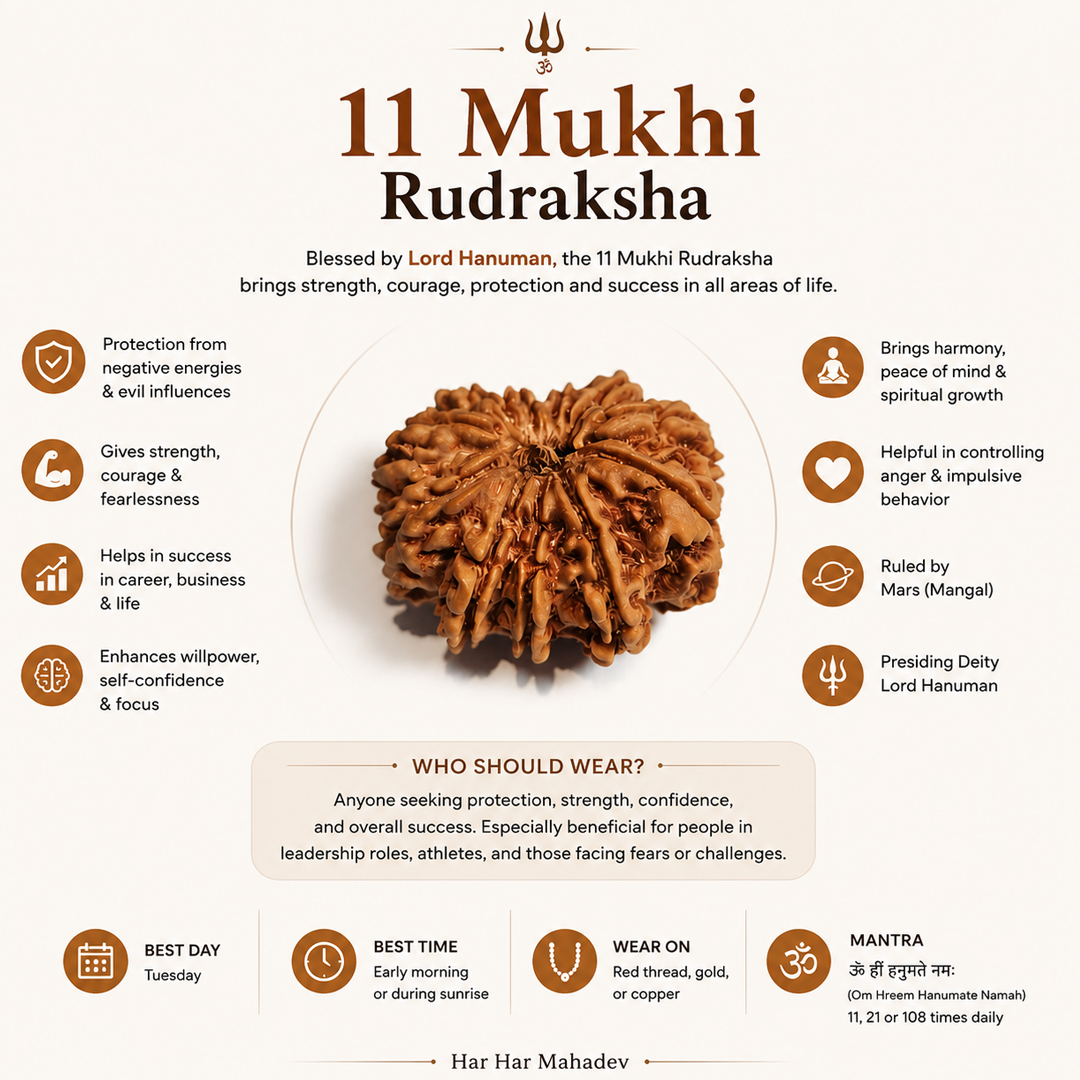 11 Mukhi Nepali Rudraksha image 4