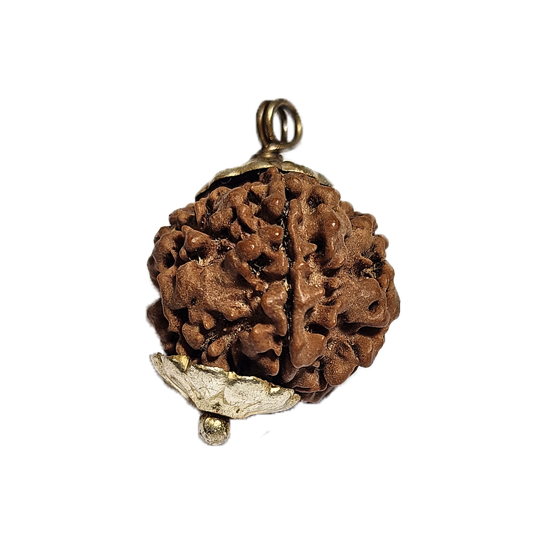 2 Mukhi Nepali Rudraksha (round)