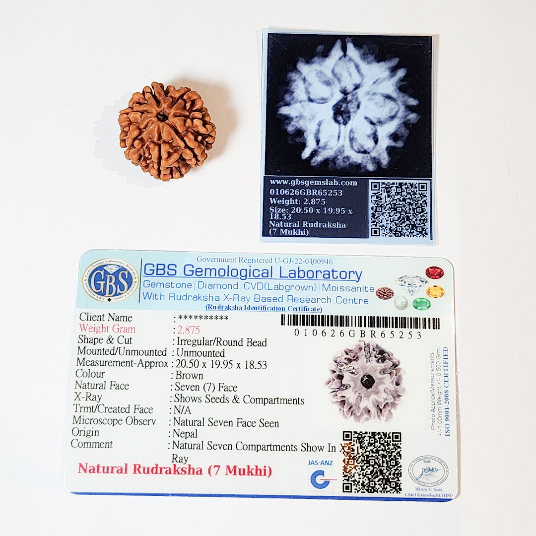 7 Mukhi Nepali Rudraksha image 2