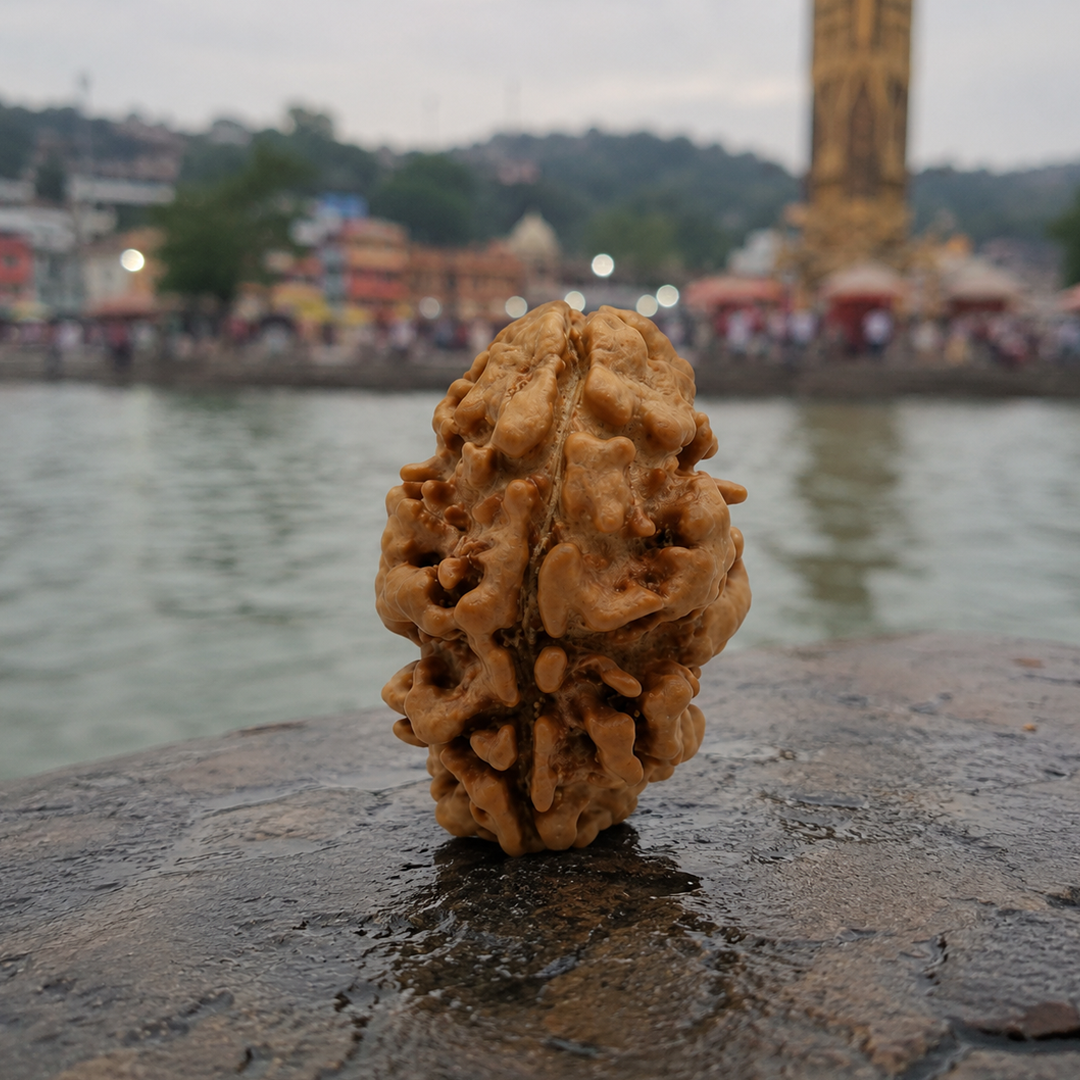 2 Mukhi Nepali Rudraksha (oval) image 4