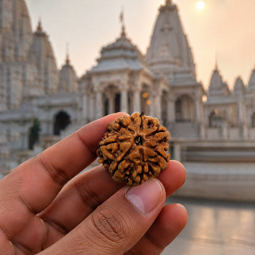 7 Mukhi Nepali Rudraksha image 3
