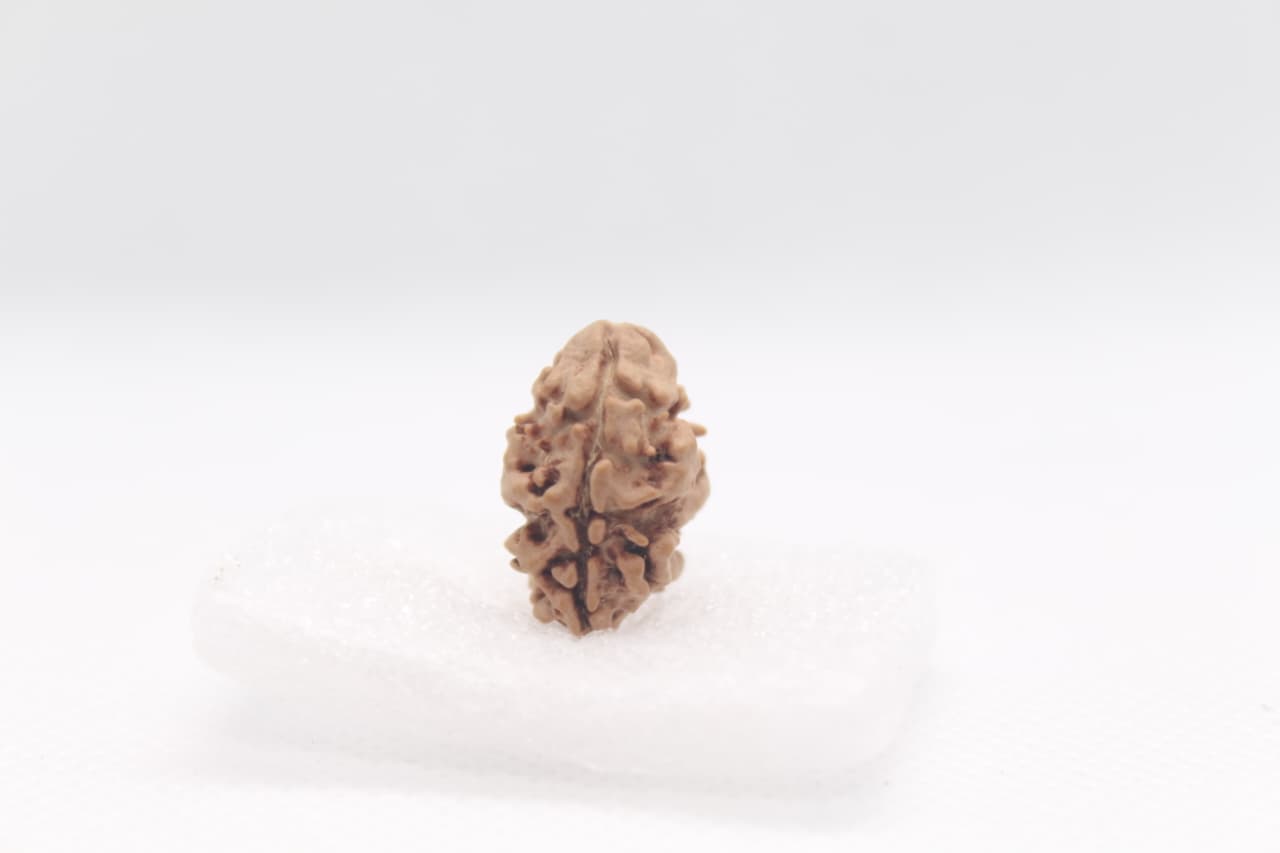 3 Mukhi Nepali Rudraksha image 5