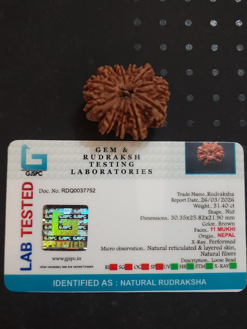 11 Mukhi Nepali Rudraksha image 2