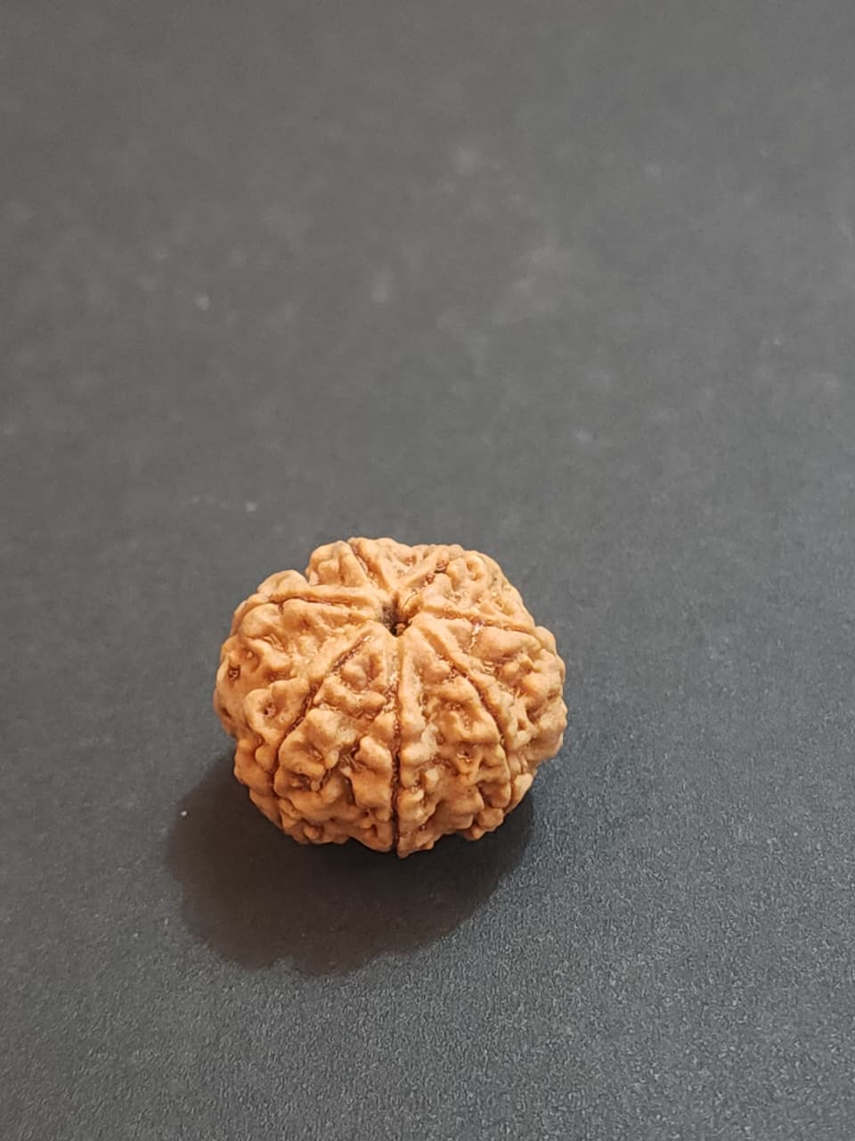 7 Mukhi Nepali Rudraksha image 4