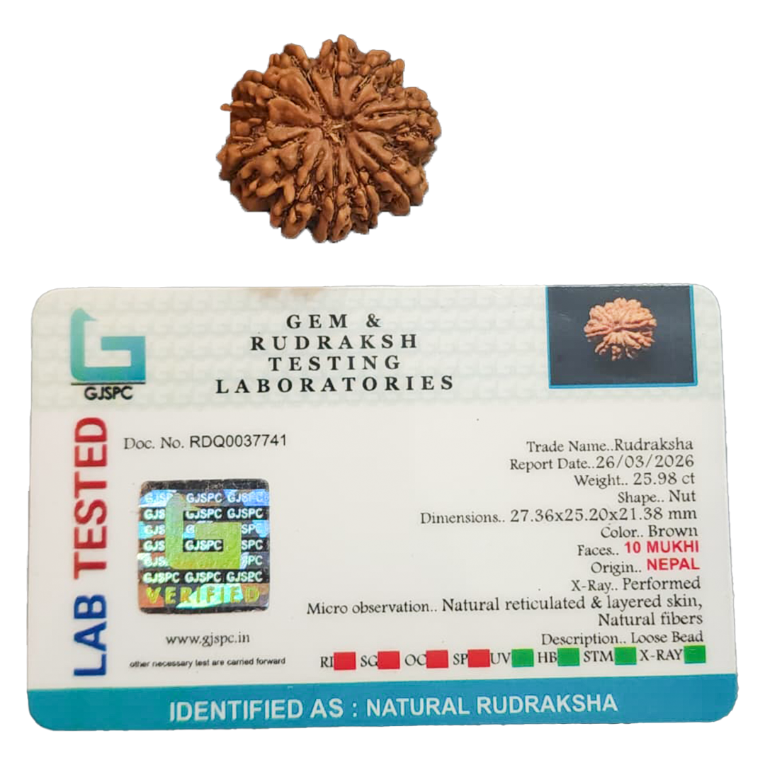 10 Mukhi Nepali Rudraksha image 2