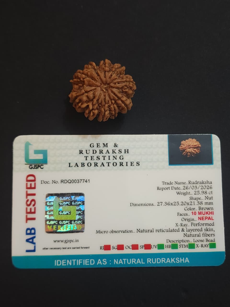 10 Mukhi Nepali Rudraksha image 4