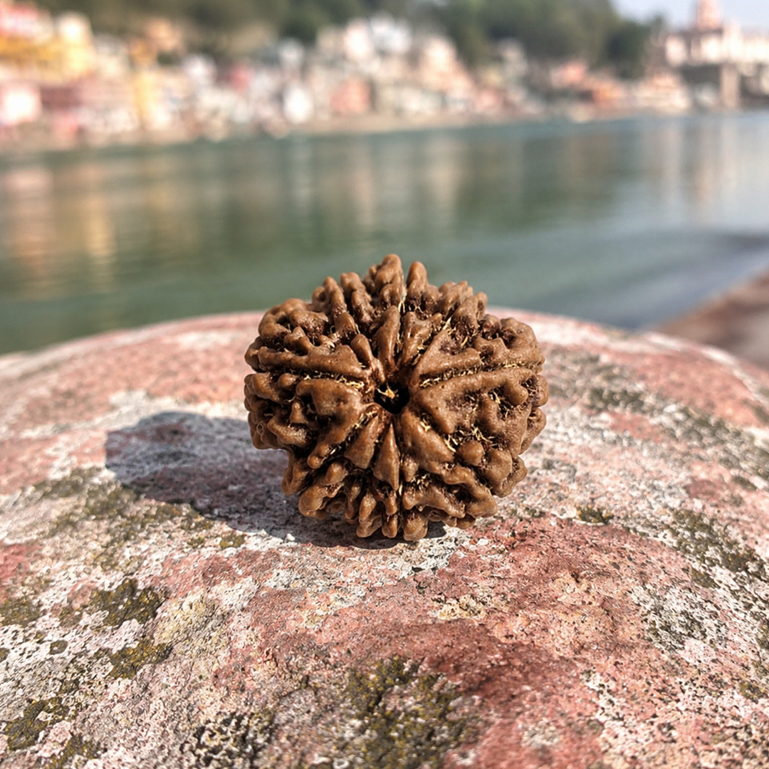 9 Mukhi Nepali Rudraksha image 4