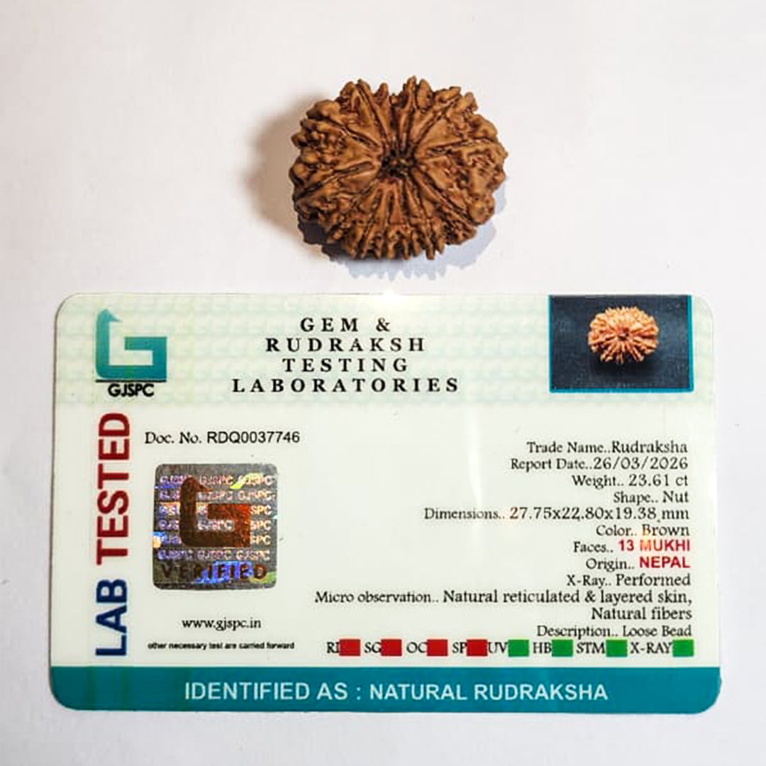 13 Mukhi Nepali Rudraksha image 2