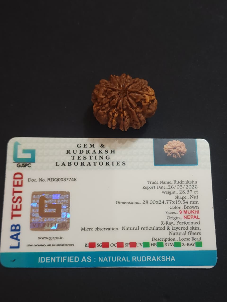 9 Mukhi Nepali Rudraksha image 2