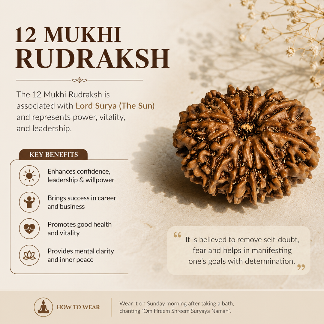12 Mukhi Nepali Rudraksha image 4