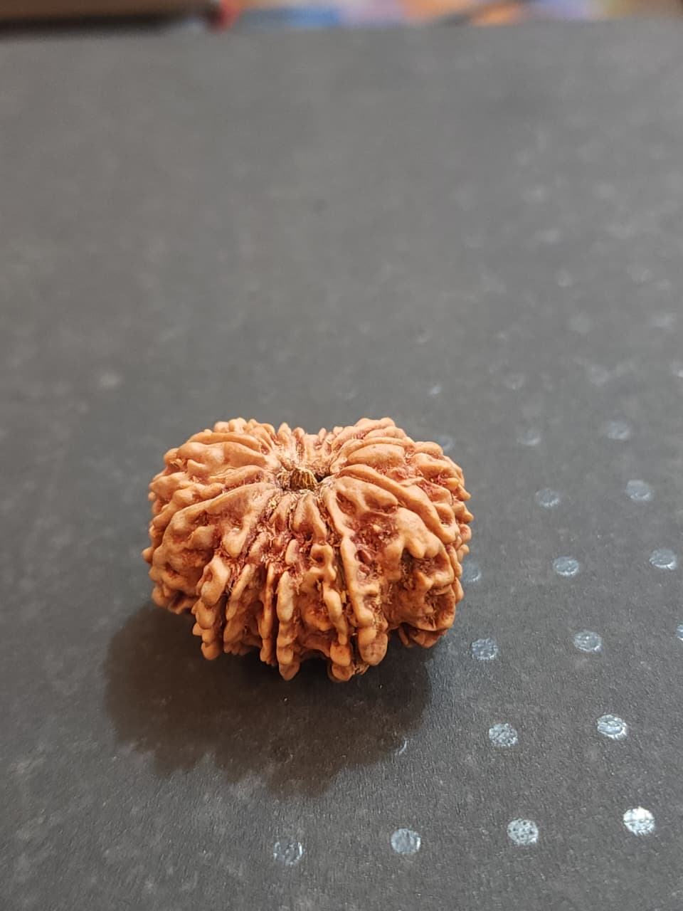 11 Mukhi Nepali Rudraksha image 3