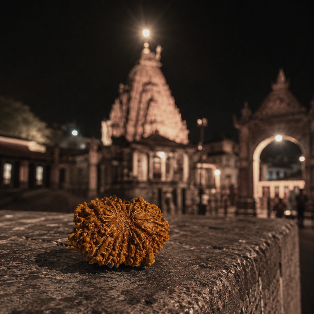 16 Mukhi Nepali Rudraksha image 3
