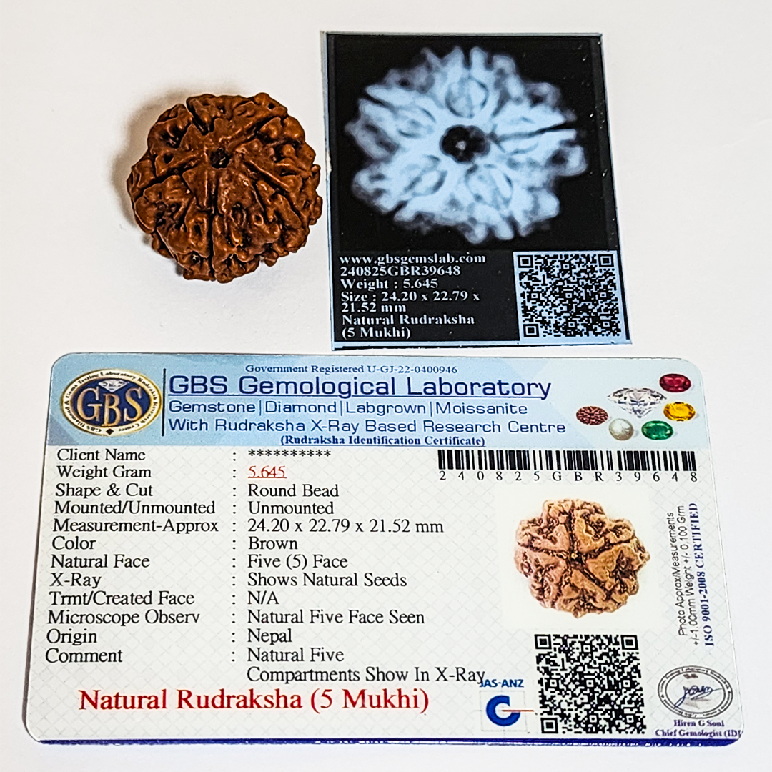 5 Mukhi Nepali Rudraksha image 2