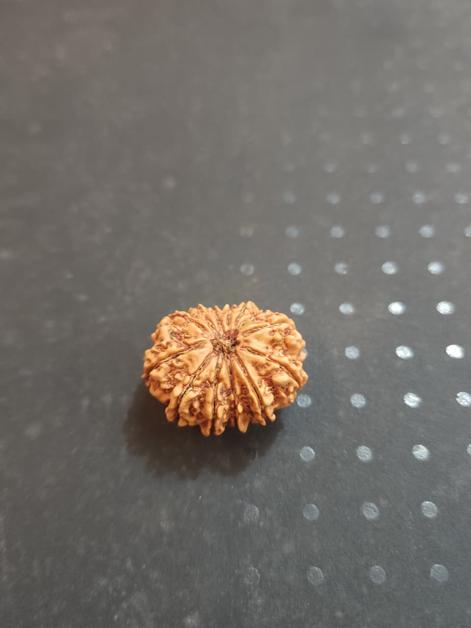 13 Mukhi Nepali Rudraksha image 3