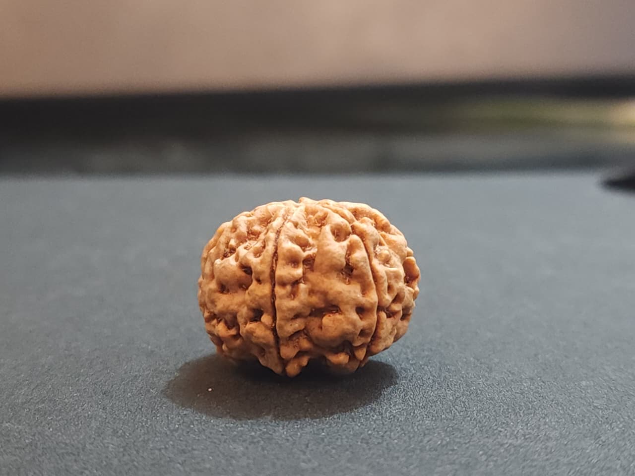 7 Mukhi Nepali Rudraksha