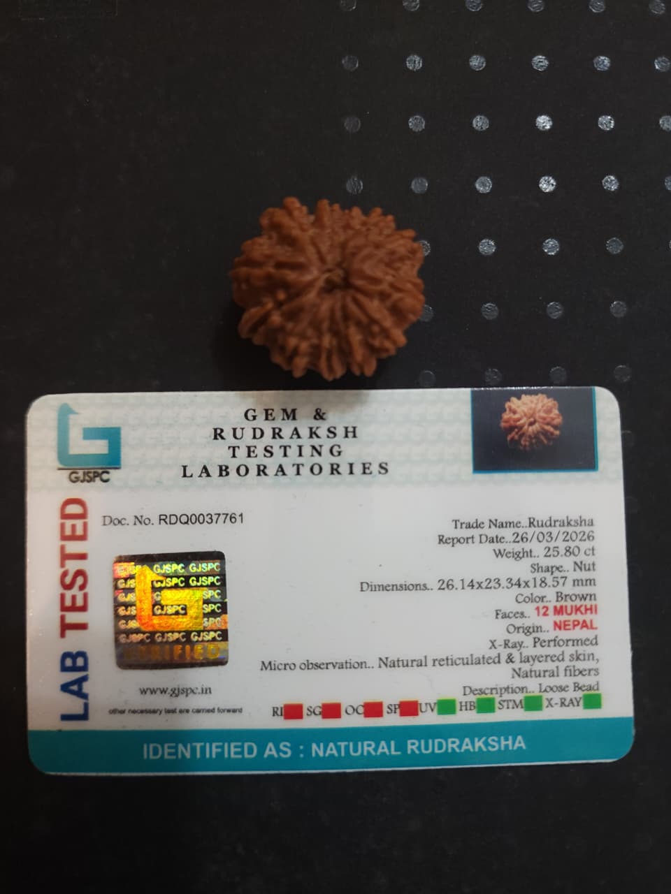 12 Mukhi Nepali Rudraksha
