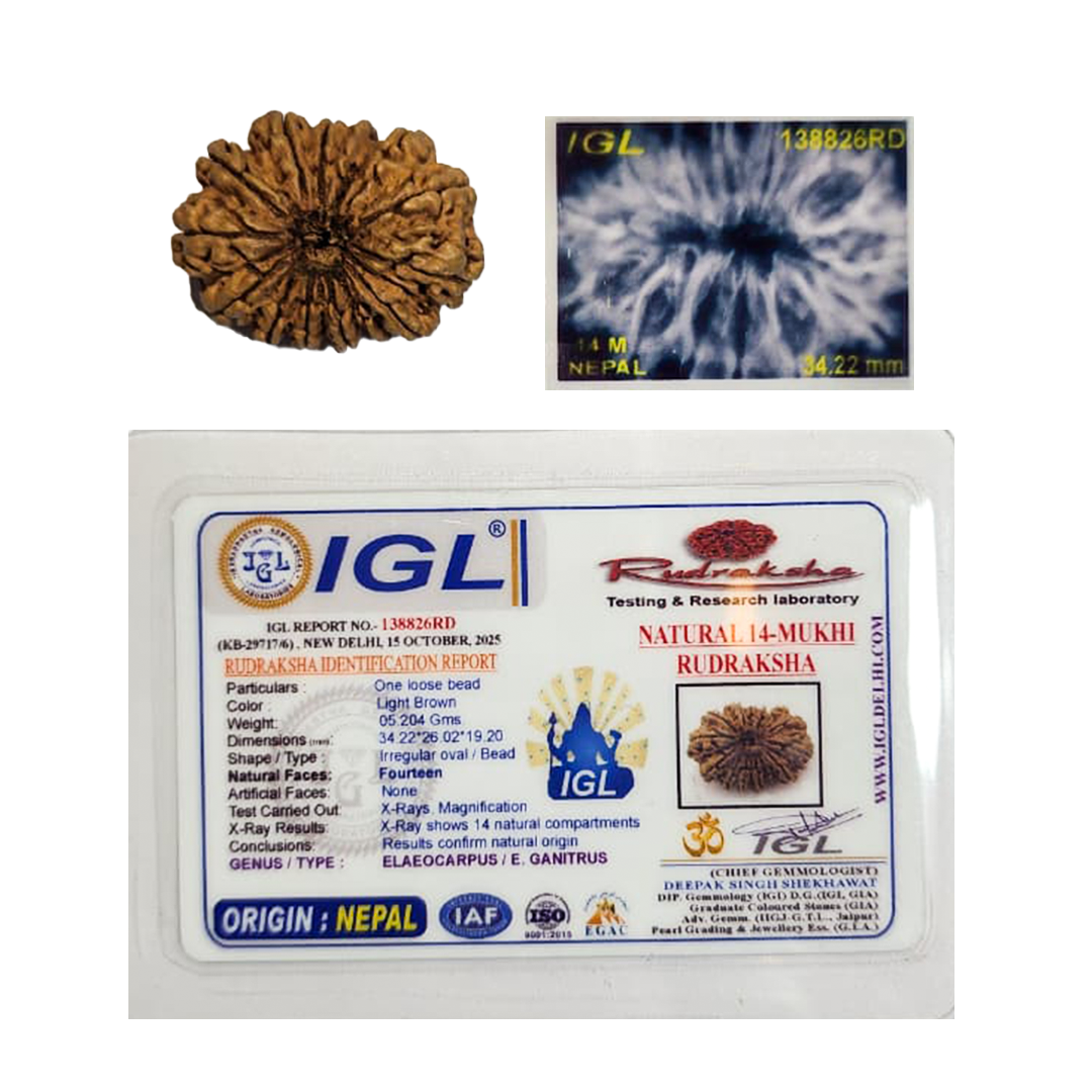 14 Mukhi Nepali Rudraksha image 2