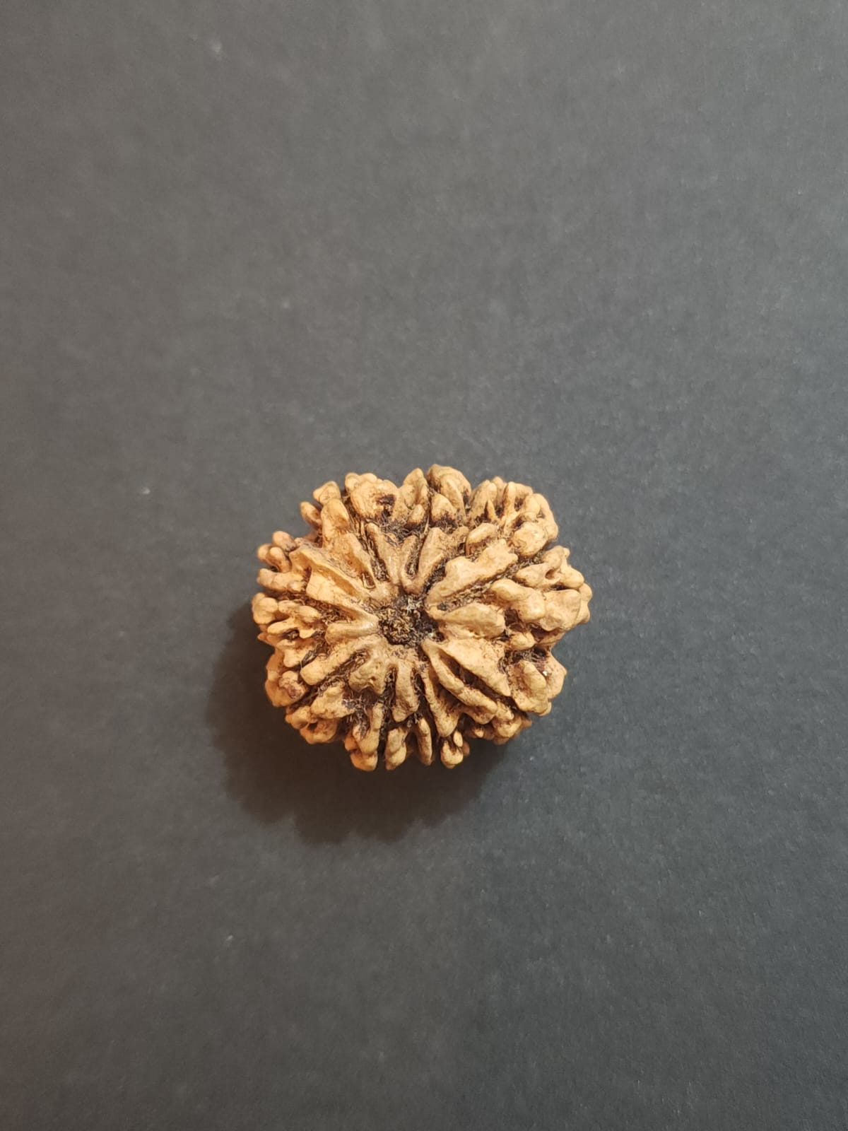 8 Mukhi Nepali Rudraksha image 4
