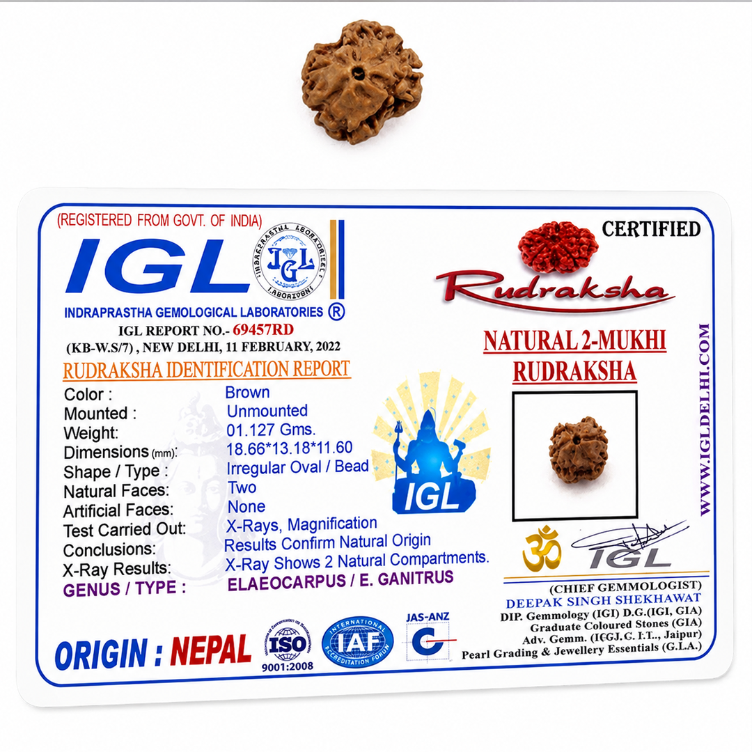 2 Mukhi Nepali Rudraksha (oval) image 5