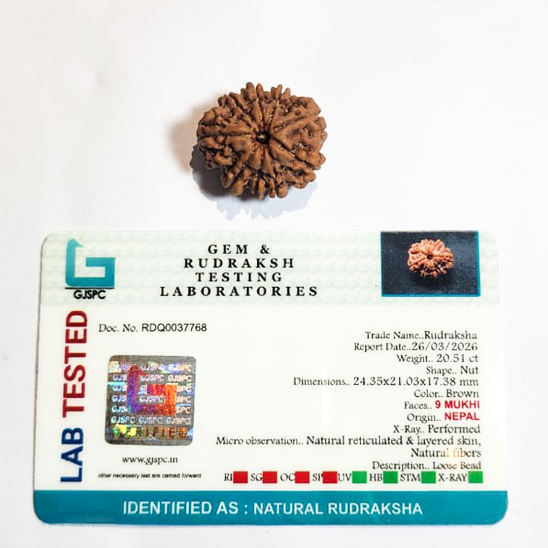 9 Mukhi Nepali Rudraksha image 2