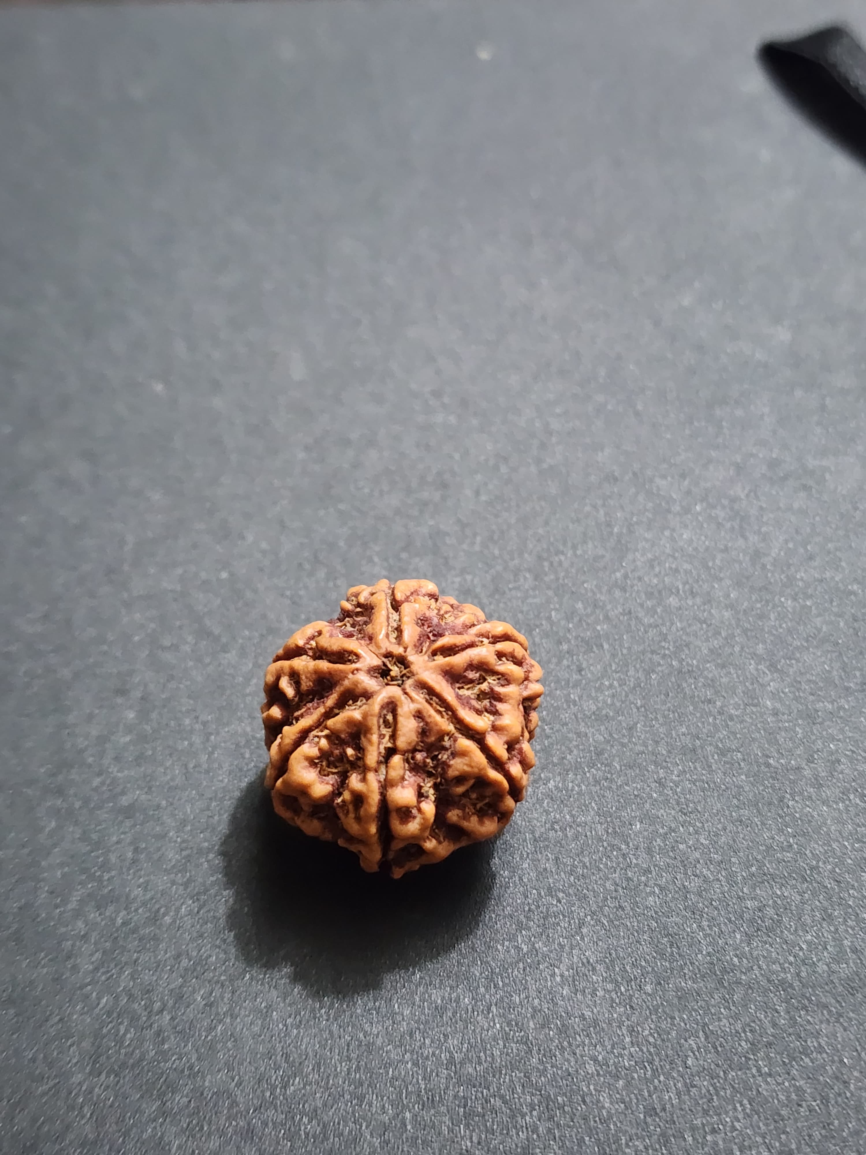 6 Mukhi Nepali Rudraksha image 3