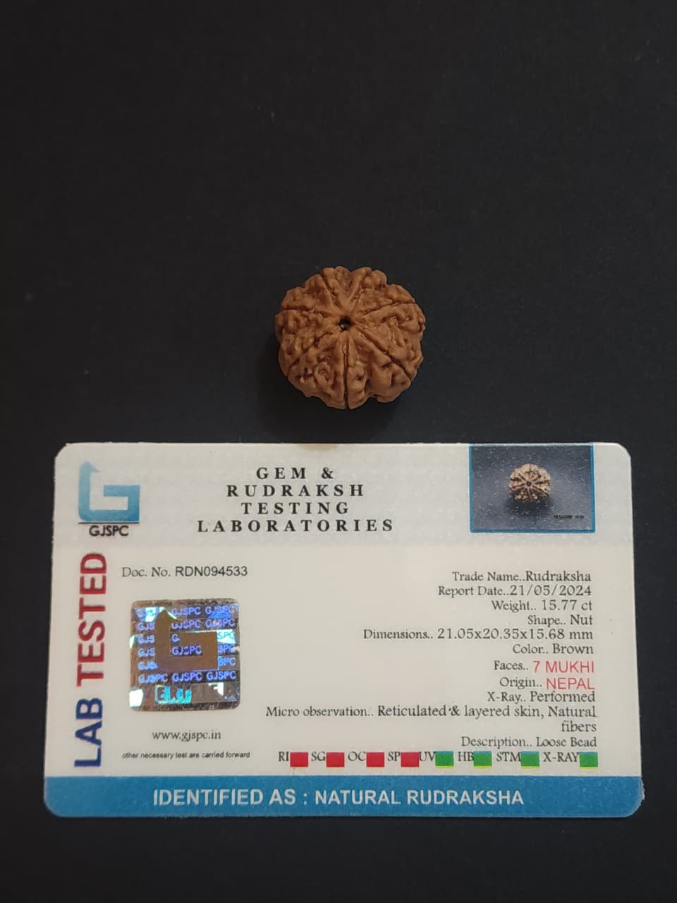 7 Mukhi Nepali Rudraksha image 3