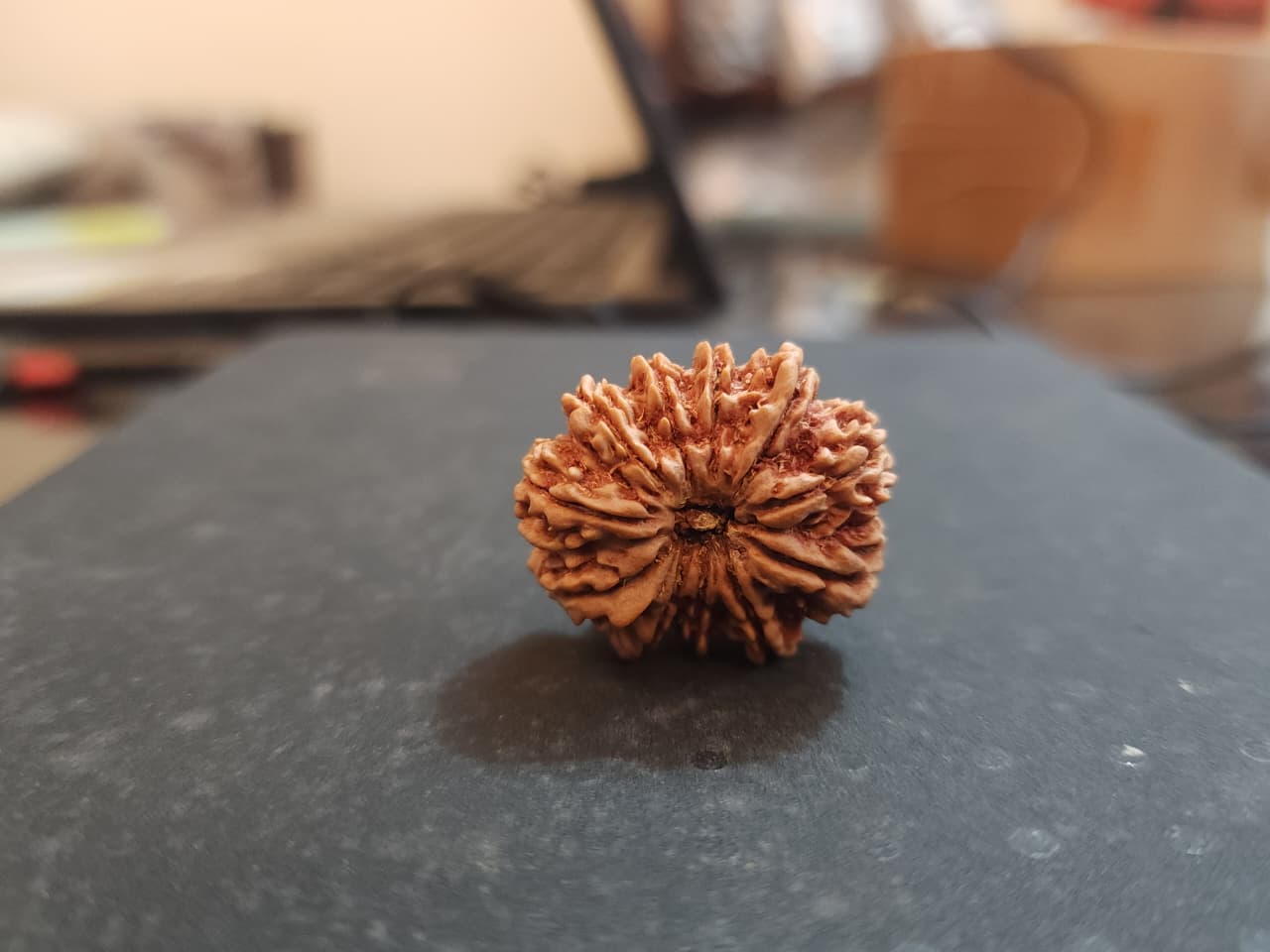 11 Mukhi Nepali Rudraksha image 4