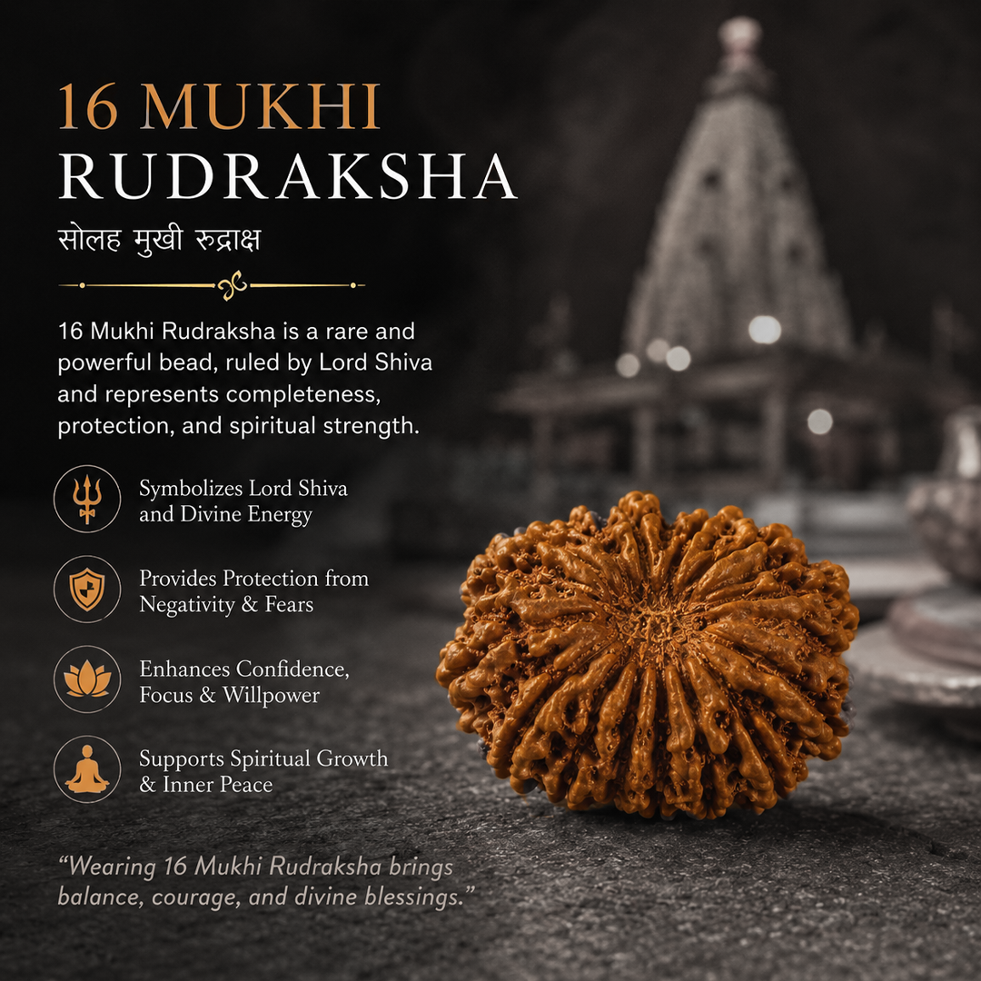 16 Mukhi Nepali Rudraksha image 4