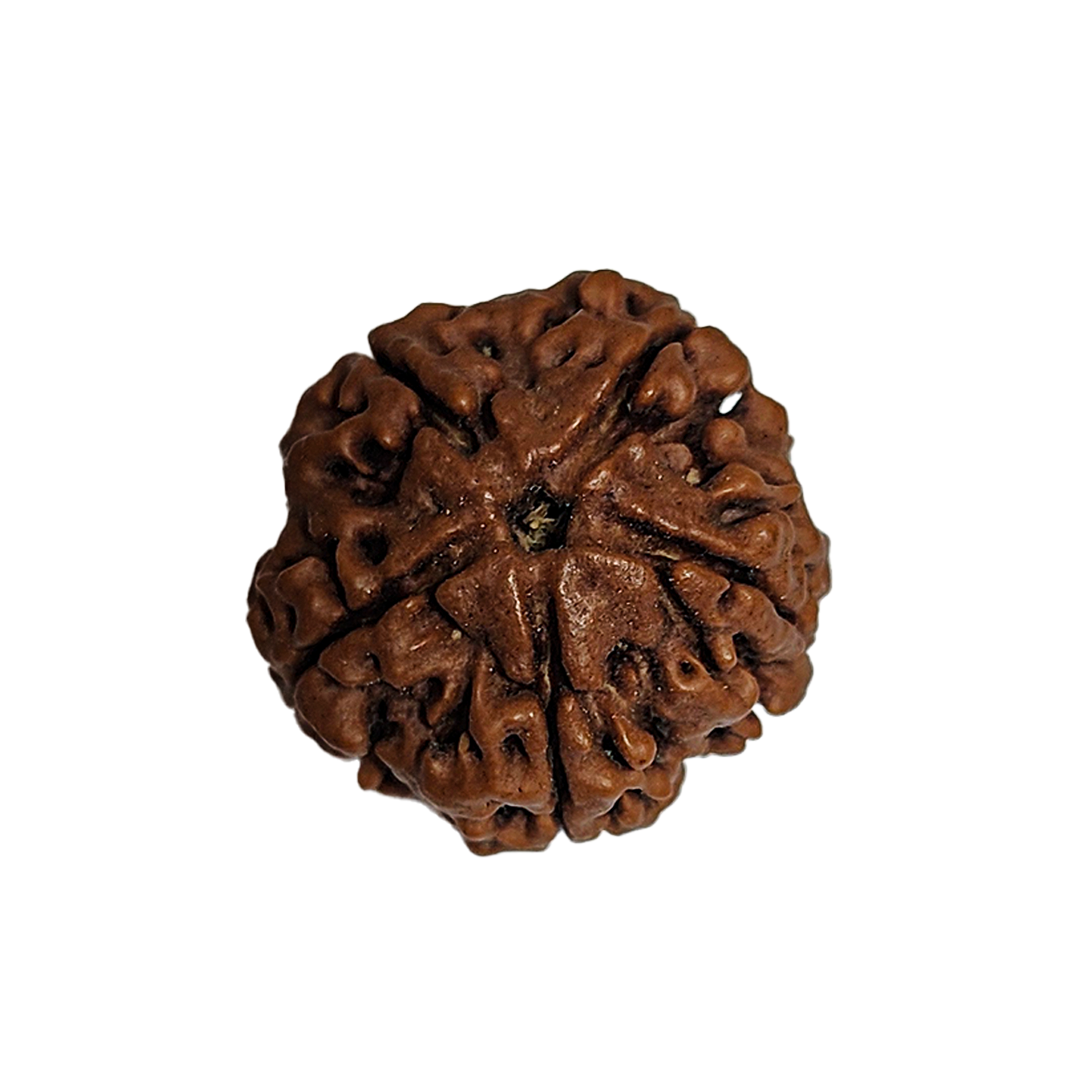 5 Mukhi Nepali Rudraksha
