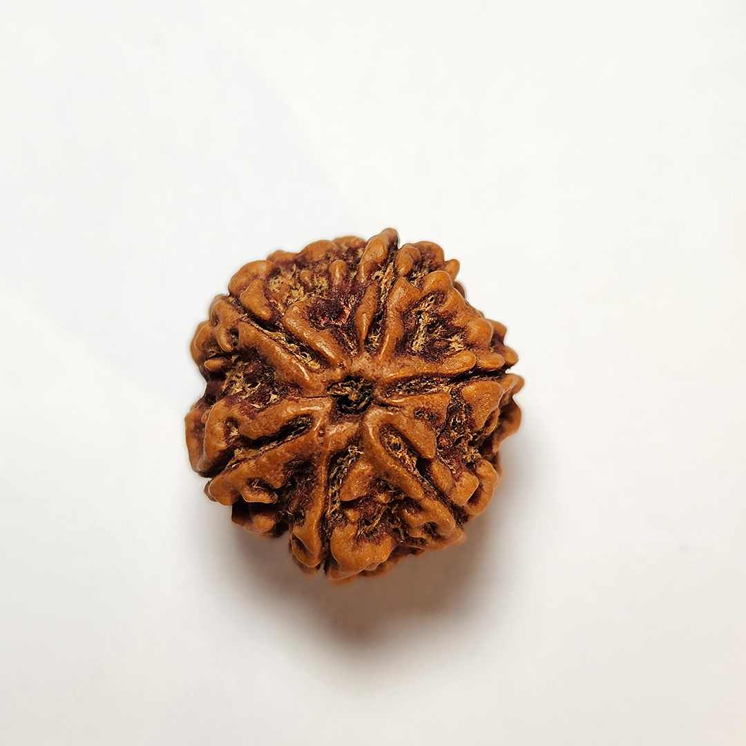6 Mukhi Nepali Rudraksha