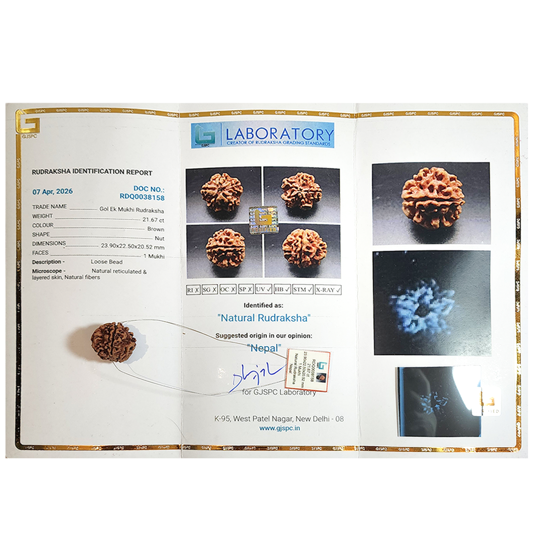 1 Mukhi Nepali Rudraksha (round) image 5