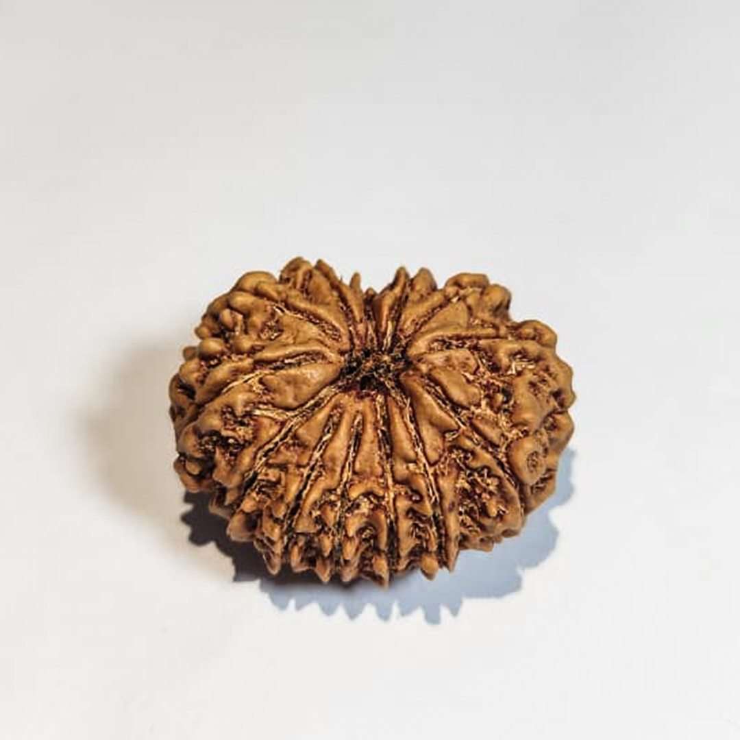 13 Mukhi Nepali Rudraksha
