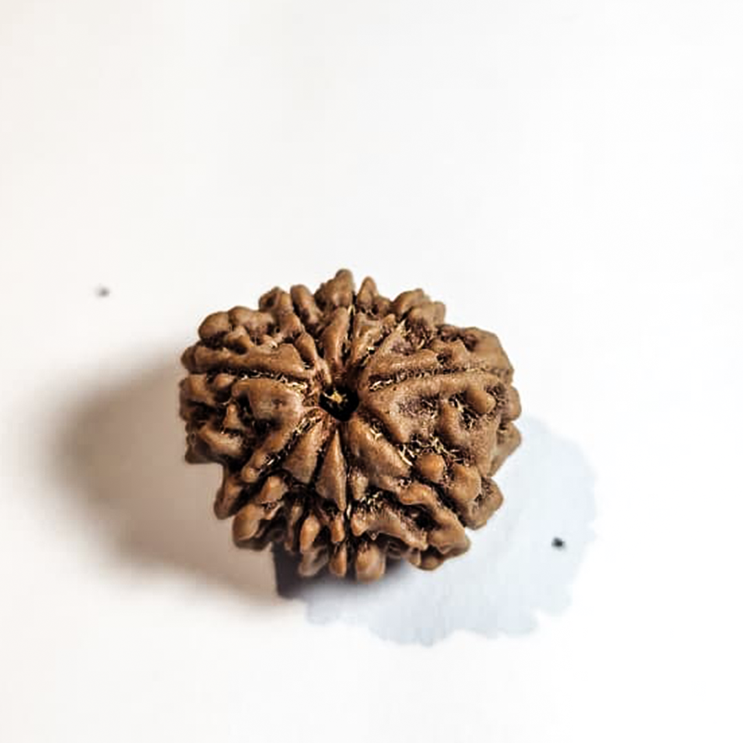 9 Mukhi Nepali Rudraksha