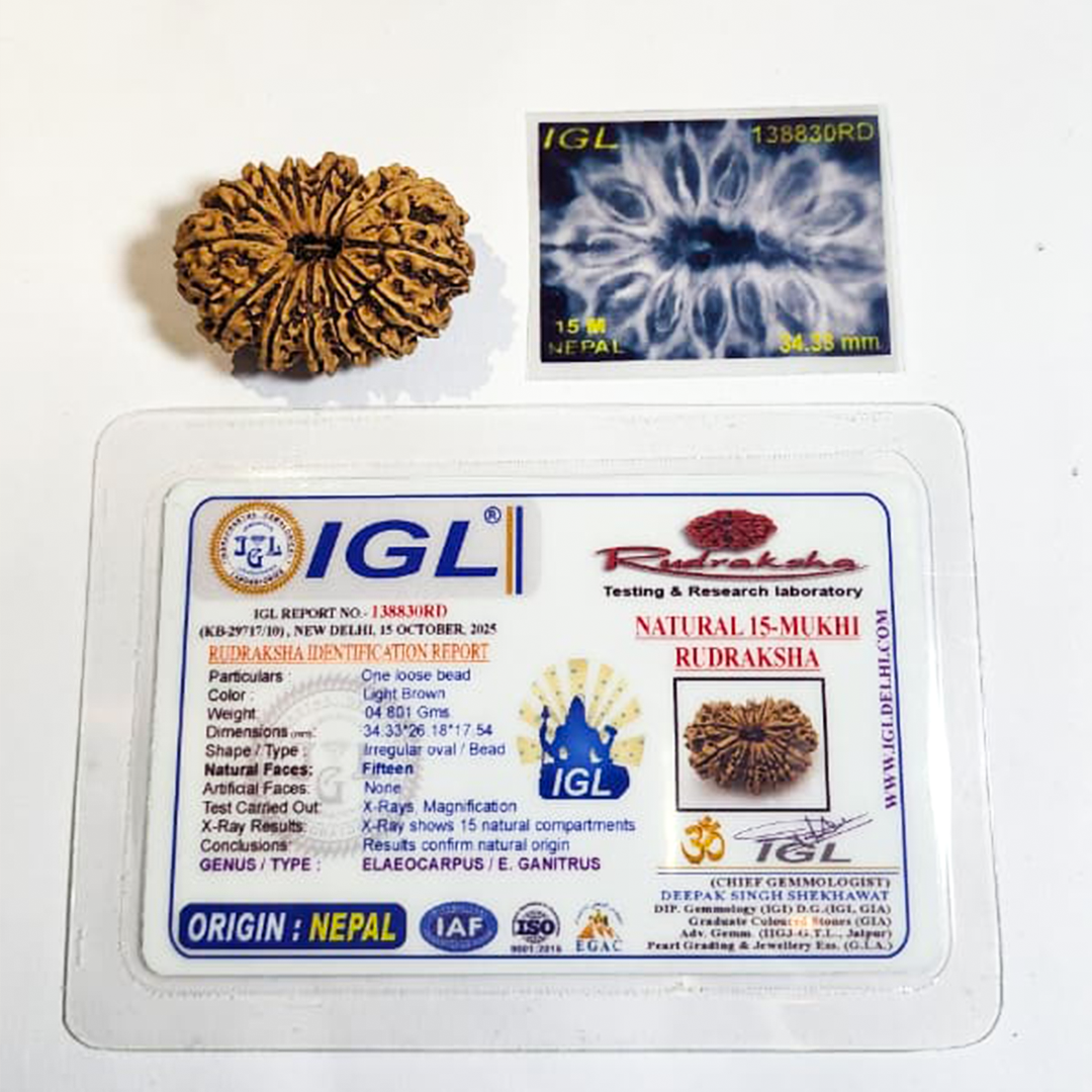 15 Mukhi Nepali Rudraksha image 2
