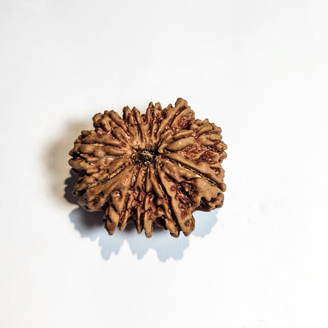 11 Mukhi Nepali Rudraksha