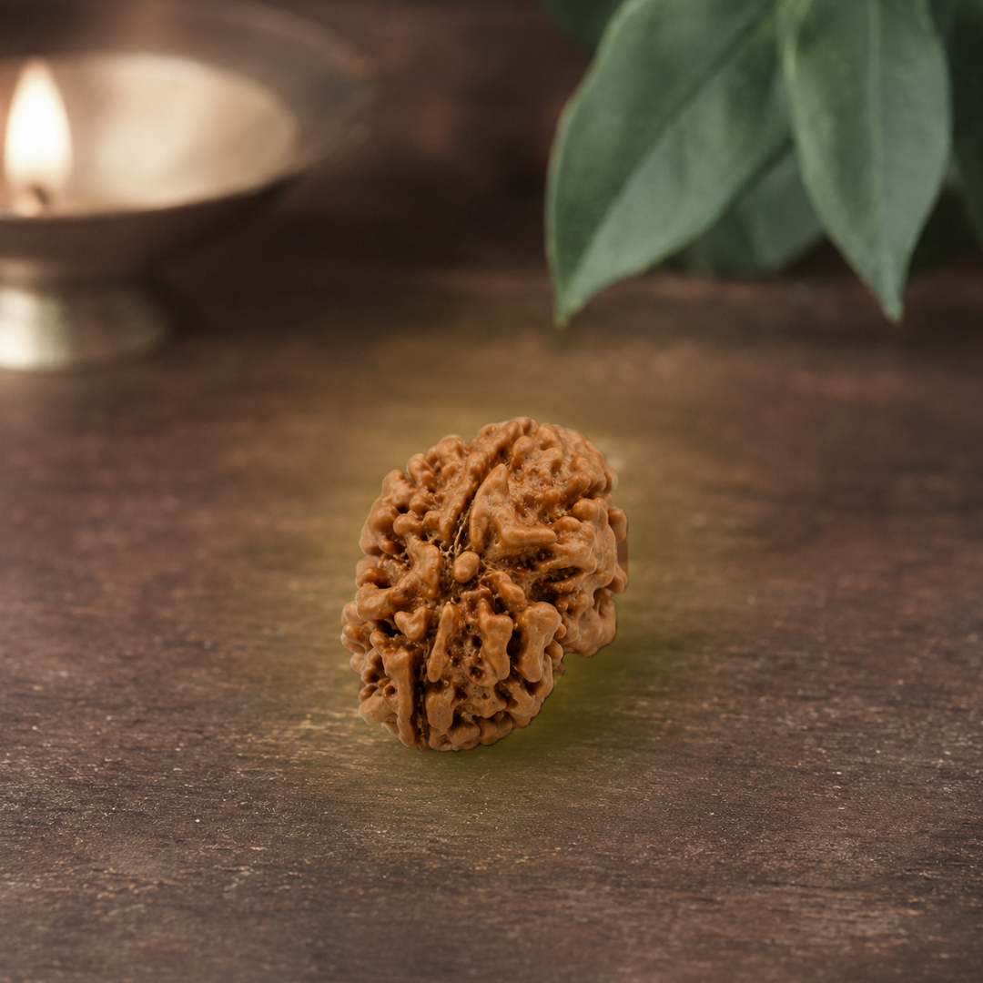 2 Mukhi Nepali Rudraksha (oval) image 3