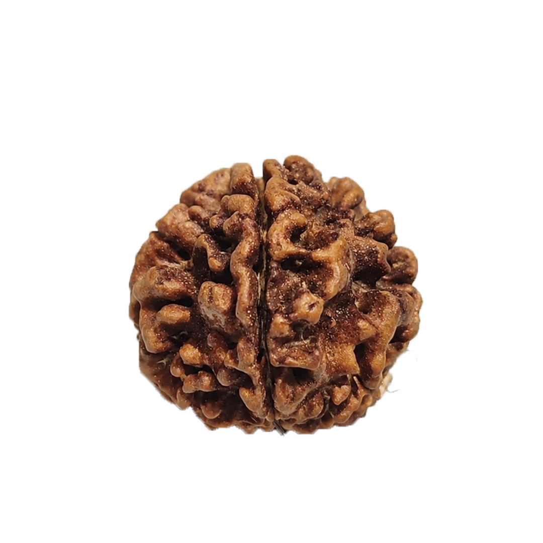 1 Mukhi Nepali Rudraksha (round)