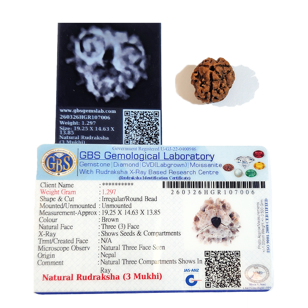 3 Mukhi Nepali Rudraksha image 2