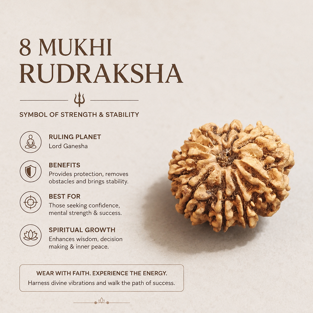 8 Mukhi Nepali Rudraksha image 4