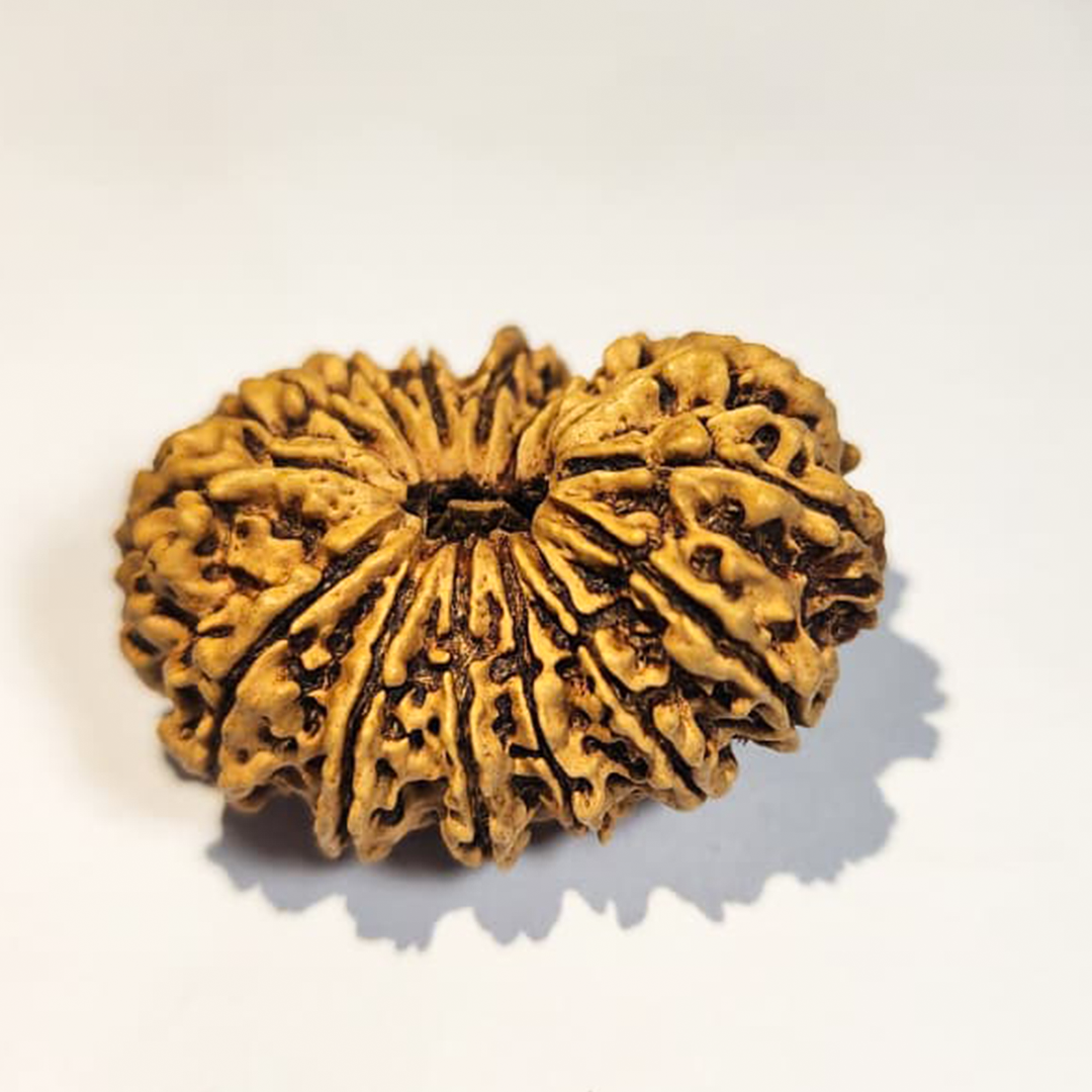15 Mukhi Nepali Rudraksha