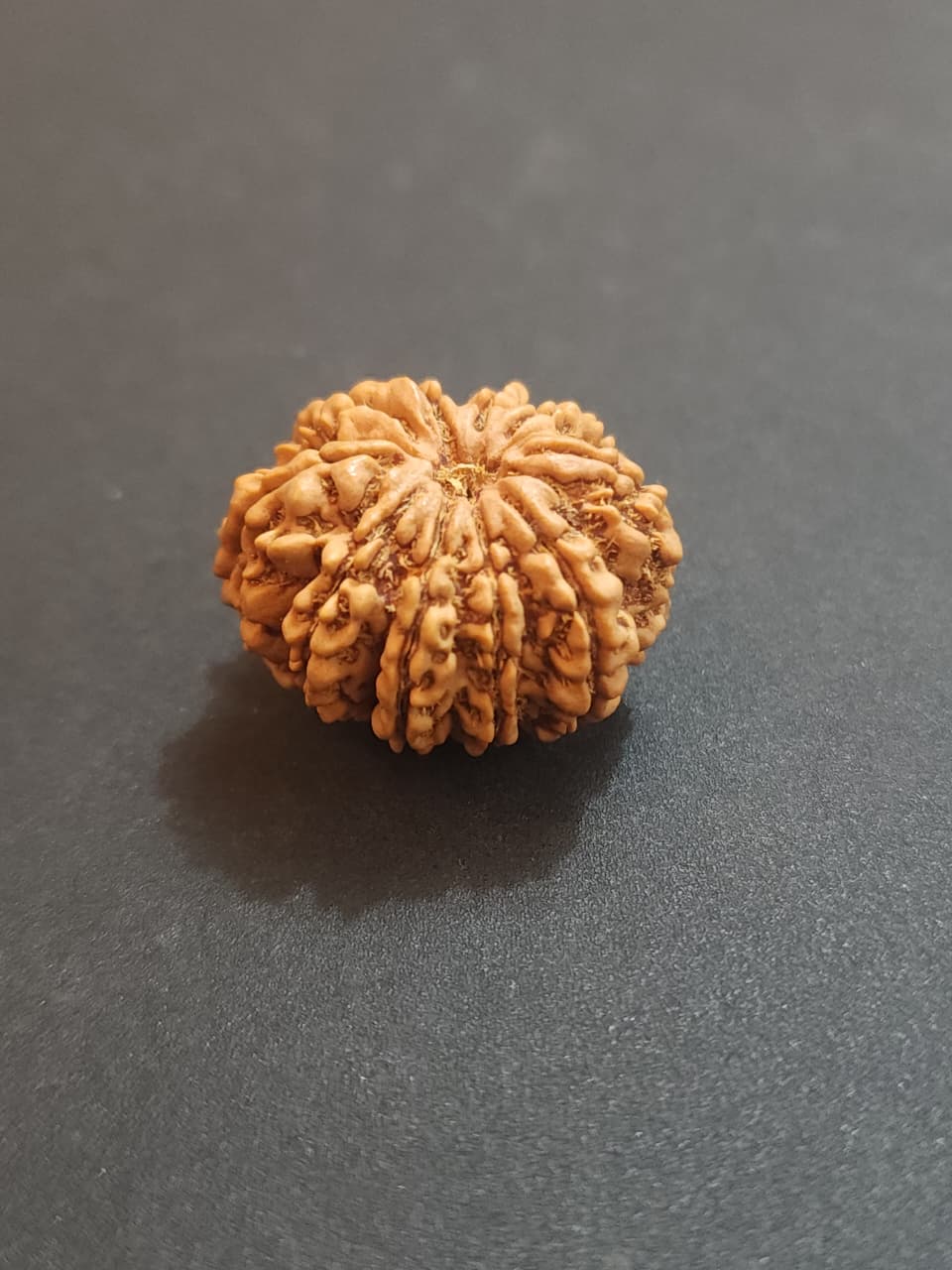 10 Mukhi Nepali Rudraksha image 3