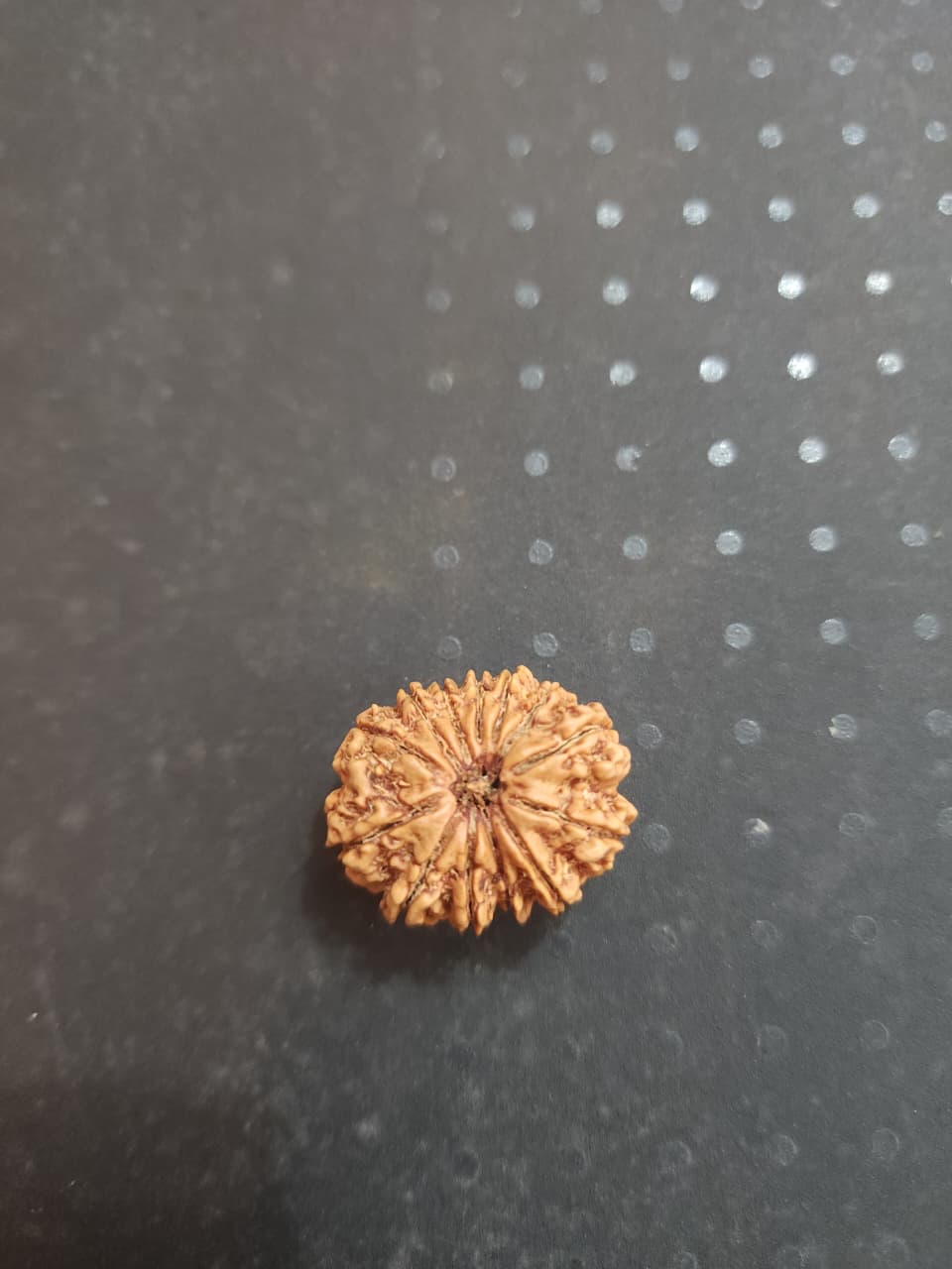 13 Mukhi Nepali Rudraksha image 4