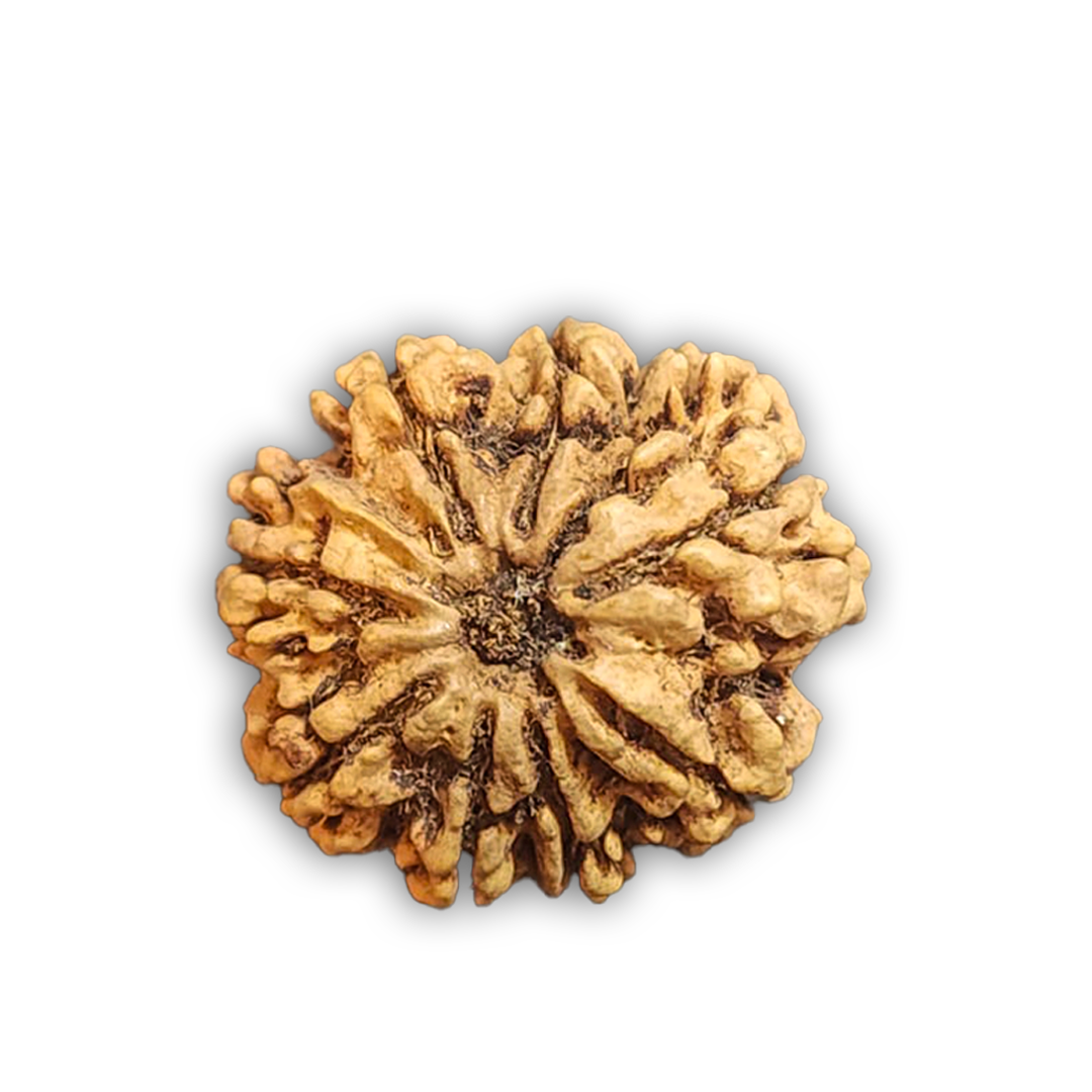 8 Mukhi Nepali Rudraksha