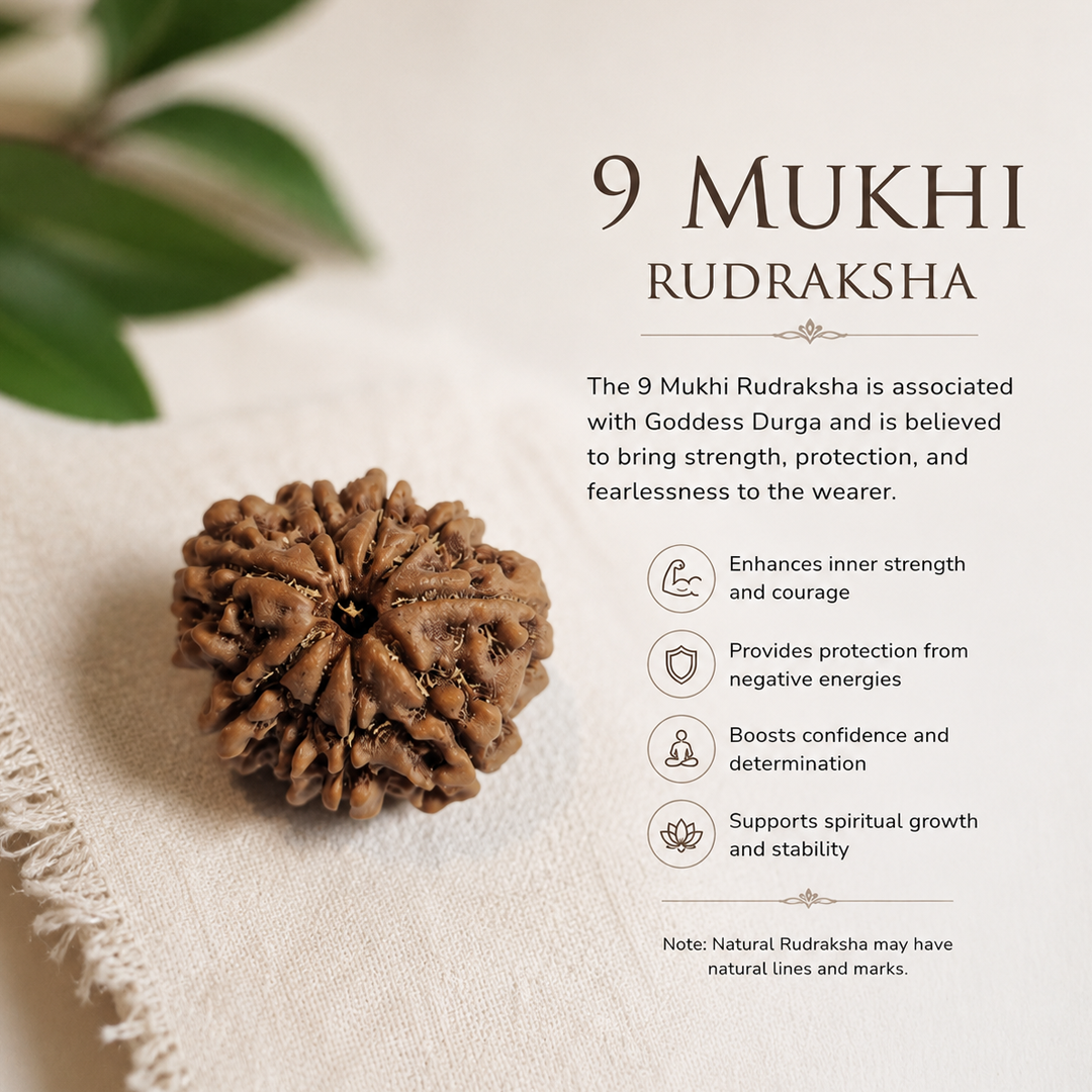 9 Mukhi Nepali Rudraksha image 3