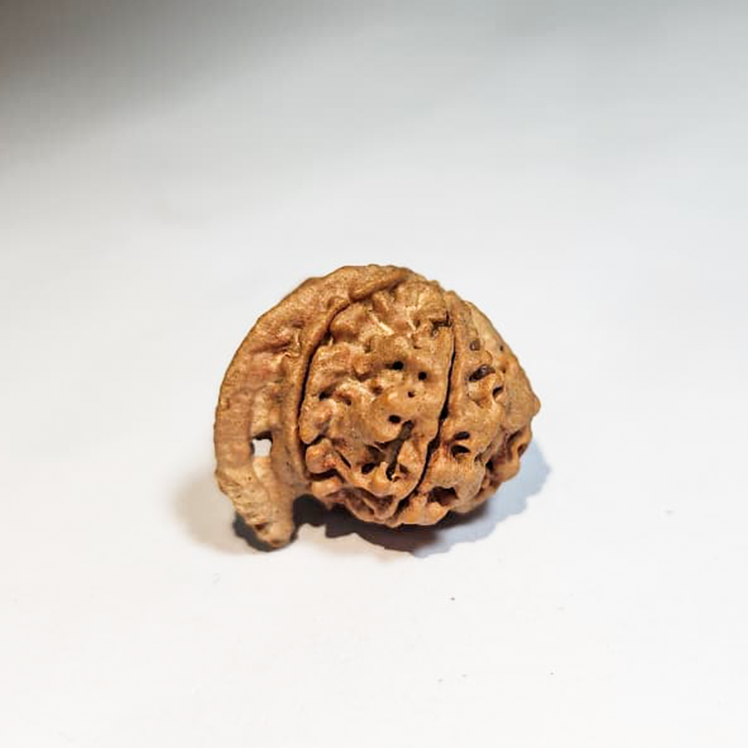 Ganesh Mukhi  Nepali Rudraksha