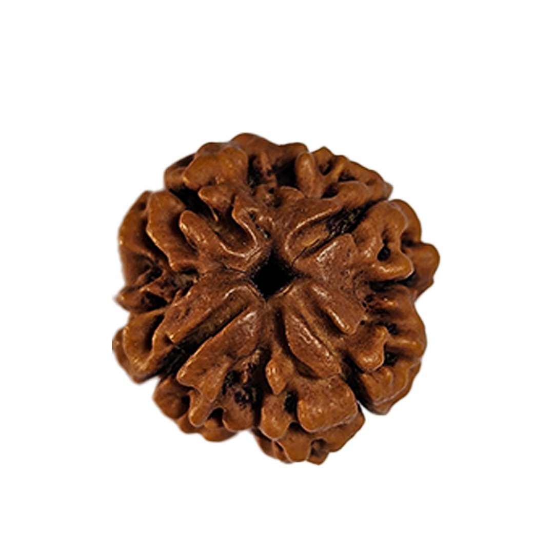 4 Mukhi Nepali Rudraksha