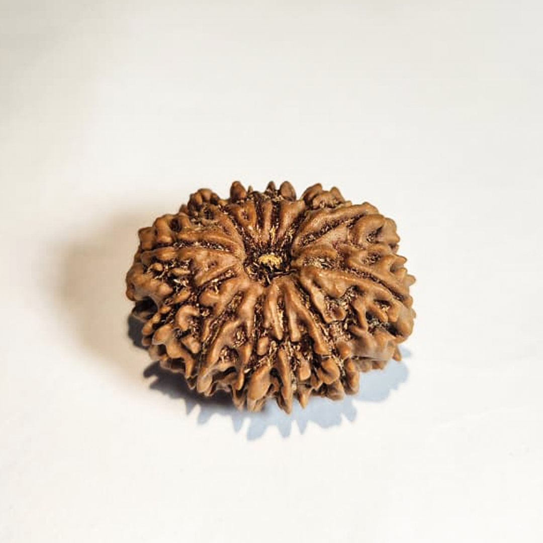 12 Mukhi Nepali Rudraksha
