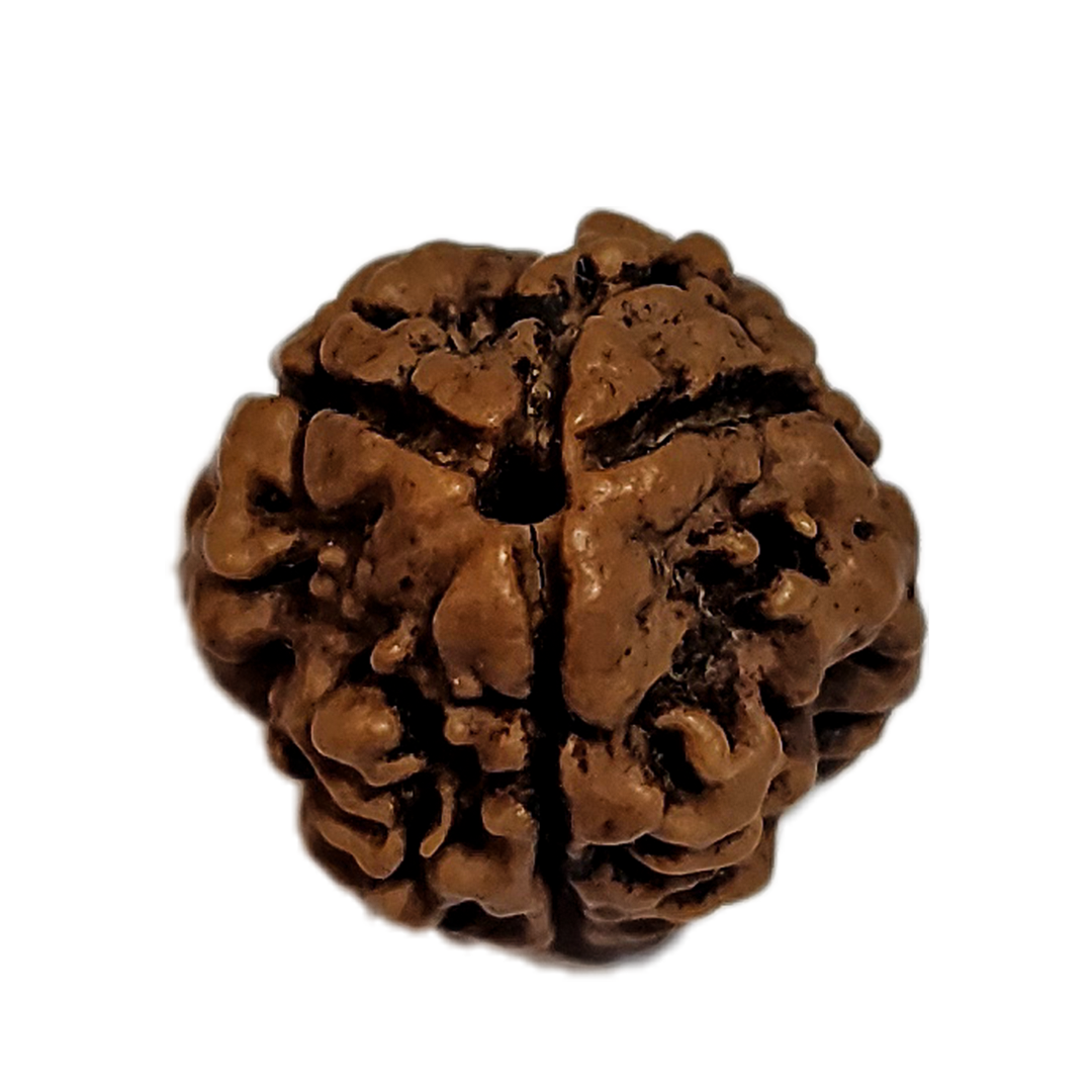 3 Mukhi Nepali Rudraksha